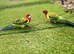 Australian Rosella for sale