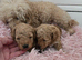 Poochon puppies