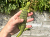 Varanus Reisengeri PAIR (yellow tree monitors)