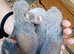 Semi - angora babies