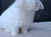 Baby girl mini lop