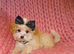 *XXS Gorgeous F1 Maltese X Tiny Toy Poodle F1 Apricot Maltipoo Puppy 5 Months Old*