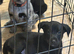 Labrador x collie pup. Ready for new home