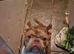 3yr old male