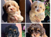 TINY TOY MALTIPOO’S Health tested parents