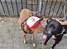 Cane corso mix Argentina Dogo