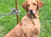 Beautifully bred Labrador puppies