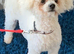 BICHON FRISE STUD DOG