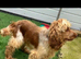 Show cocker spaniel girl nearly 11wk old