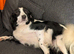 The perfect Sofa cuddle buddy