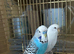 Budgies