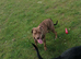 Rottweiler cross