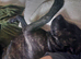 Beautiful Cane corso cross