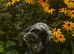 Cavapoo puppies - READY NOW!