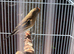 Goldfinch mule