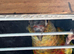 Pineapple conure with cage