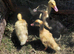 Ducklings 2 weeks old