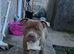 Loving staff cross pocket bully male