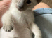Beautiful GCCF registered Siamese babies