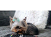 Ready to leave Yorkshire terrier boy