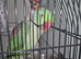 Alexandrian parrot