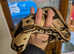 100% het clown Leopard orange dream royal python