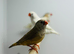 Zebra finch