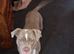 Bulldog mix