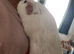 Very friendly guinea pig