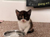 Calico girl