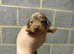 3 dachshund puppies