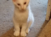 White Maine Coon Kitten