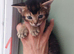 Half Abyssinian kittens