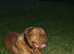 18 month male Kc reg Dogue