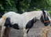 Black and white mare with filly foal out 15hh sire