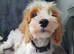 Cavapoo Puppy Girl