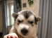 Pedigree pure Malamute Puppies