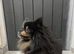 Stunning Pomeranian Male (Almost 4 Years Old) &ndash; Black & Tan