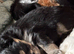 F2 pomapoo pups for sale
