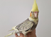 Hand-Reared & Super Tame 11-Week-Old Cockatiel Babies