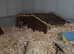 Grey Male Syrian Hamster With Cage + Accessories