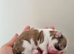 KC registered Lhasa Apso Puppies