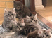 Excel Maine Coon kitten for sale