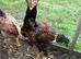 Game birds