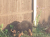 10 weeks old German shepherds