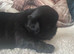 Beautiful Black girl imperial Shih Ztu 1500