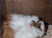 baby boy guinea pigs