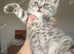 Full breed British shorthair kitten available for his forever home