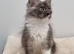 GCCF REGISTERED Pedigree Maine Coon Kittens for sale