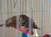 Zebra finch
